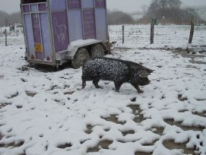 snow pig