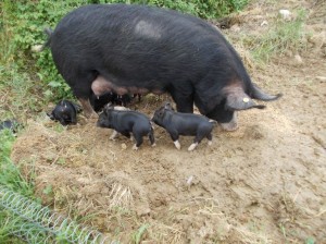 piglets outside field1