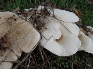 autumn walk fungi