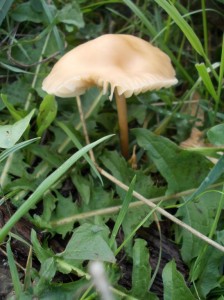 oct fungus