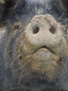 oct muddy pig