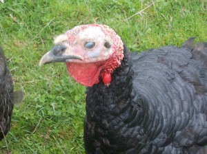 oct worried turkey