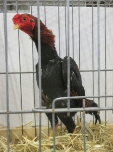 Weird: an English fighting cock. A lot of it seems to be missing, like its body, for example!