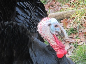 turkey displaying jan