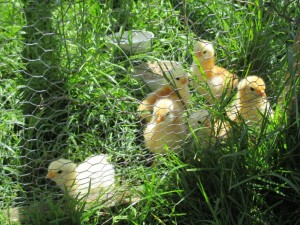 chicks outside